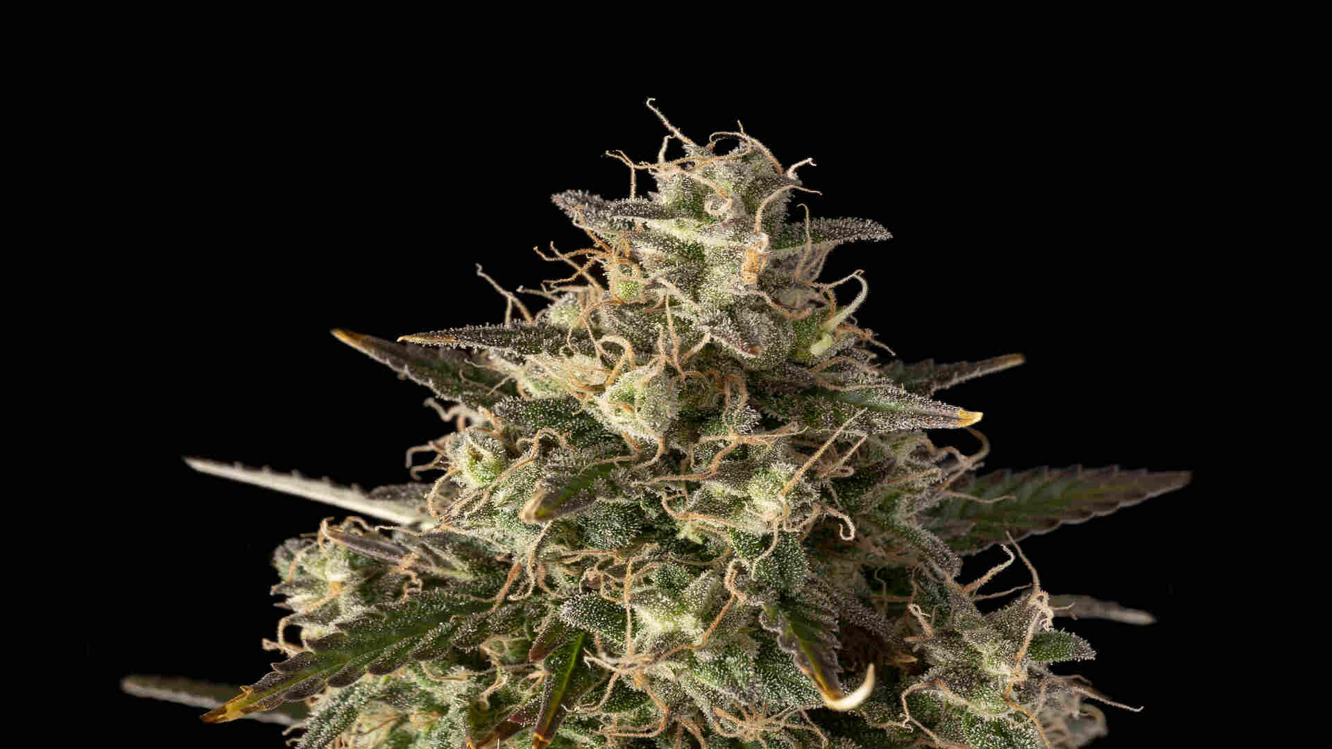 Seedsman Zkittlez Auto