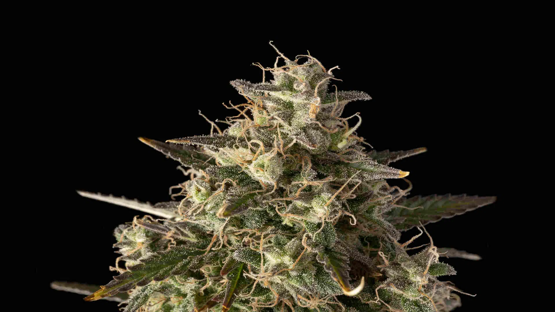 Seedsman Zkittlez Auto
