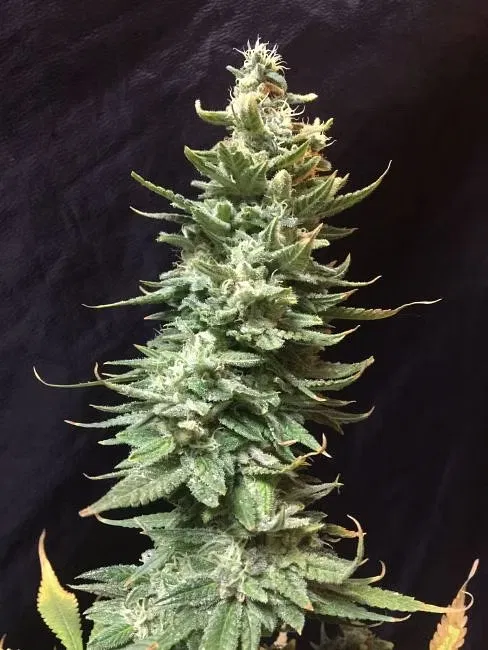 Amnesia FAST
