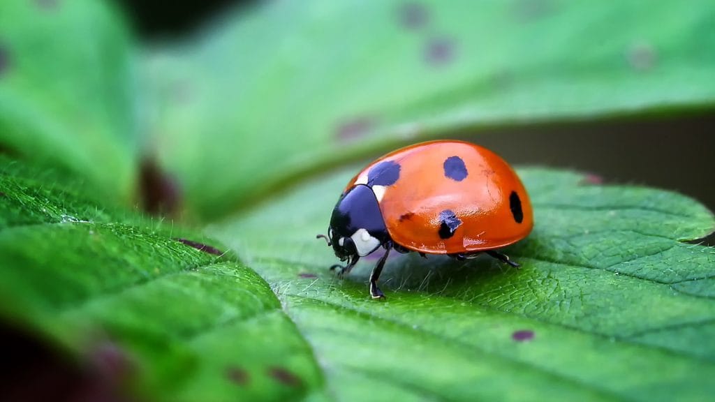 Ladybug up close