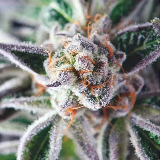 Gros plan sur le cannabis Do-Si-Dos