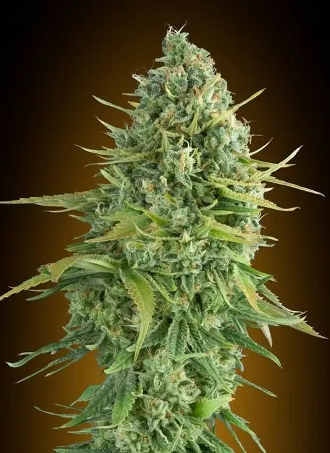 Biscuits Dos-Si-Dos Auto