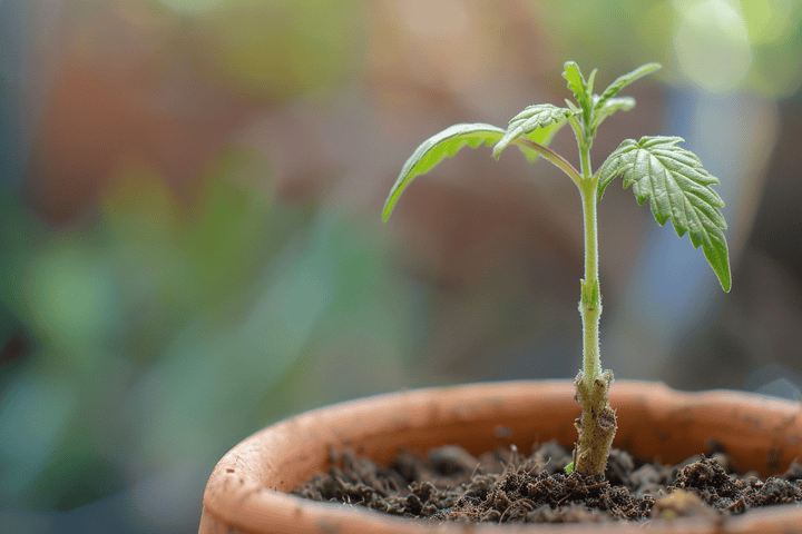 plant in accordance with the seasons