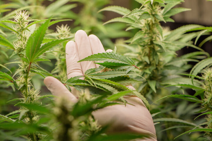 how to manage airflow in cannabis sea of green