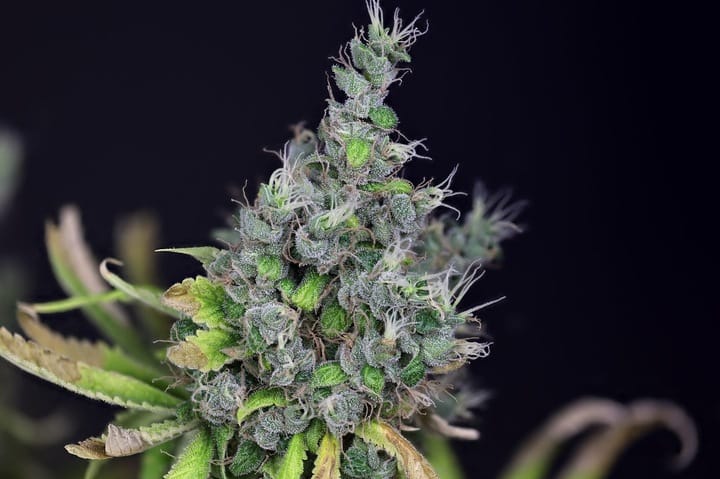 Seedsman Alaskan Purple Auto