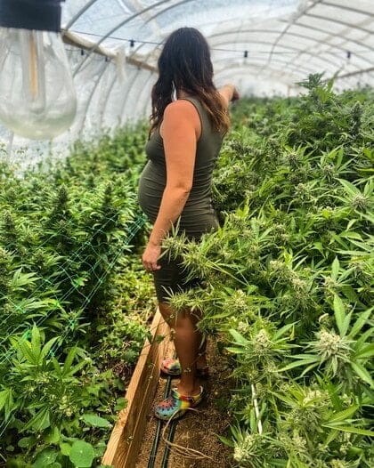 obeserve cannabis plants before acting