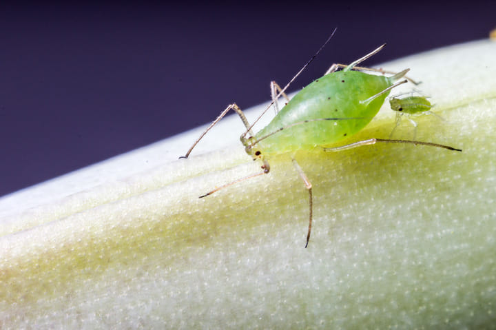 aphids are a common pest to cannabis