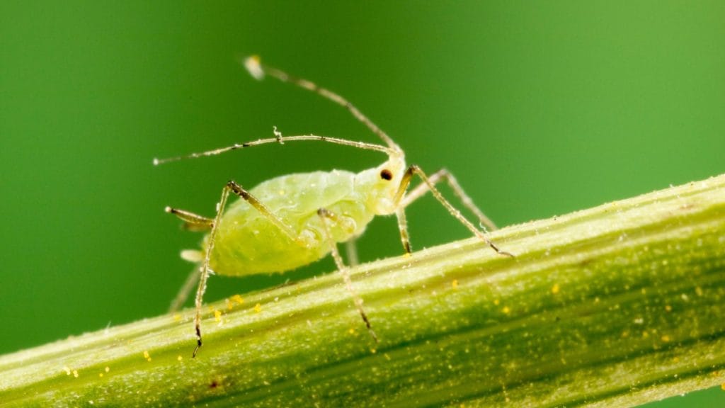 Aphid close up image