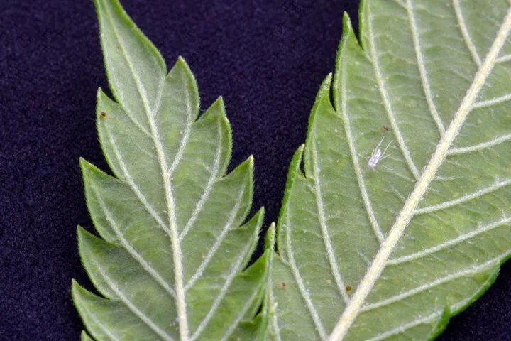 L'huile de neem perturbe la reproduction et l'alimentation des pucerons