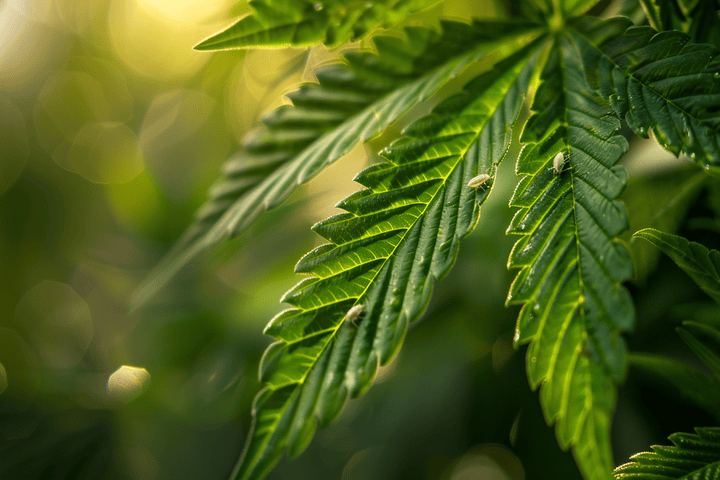 how to prevent pests on outdoor cannabis plants