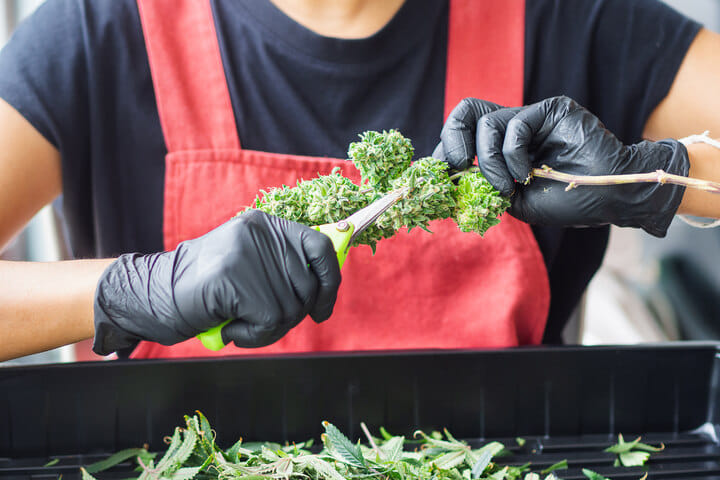 protective apron for harvesting cannabis