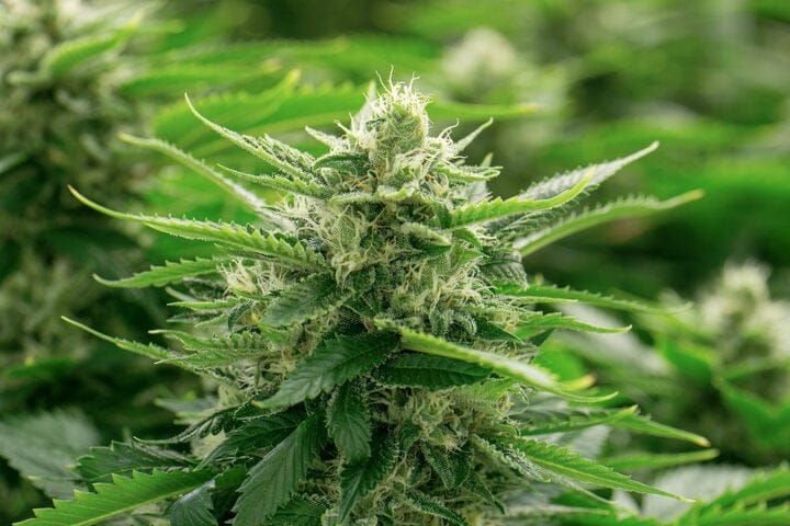 why cannabis smell peaks during flowering