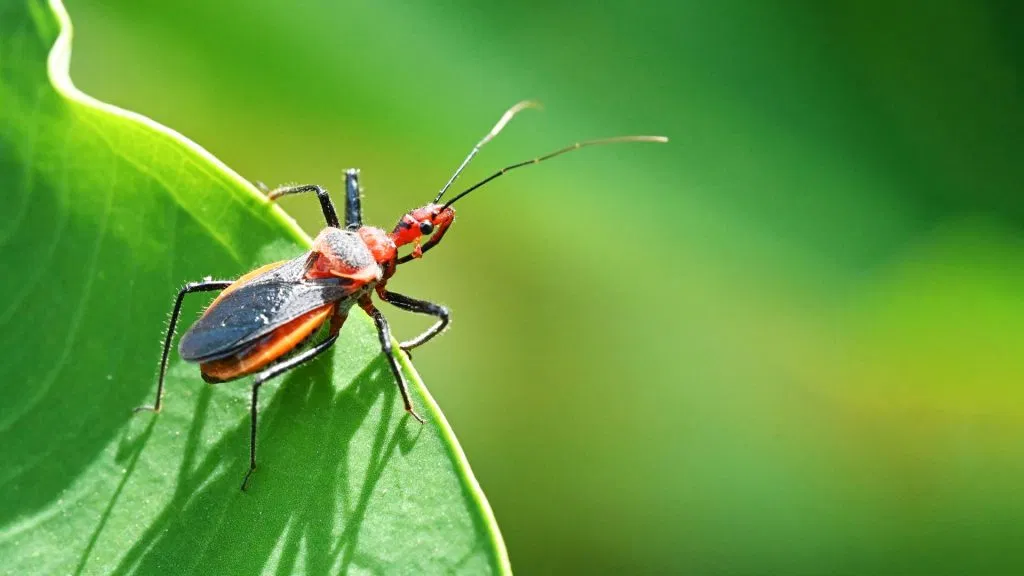 Assassin Bug close up image