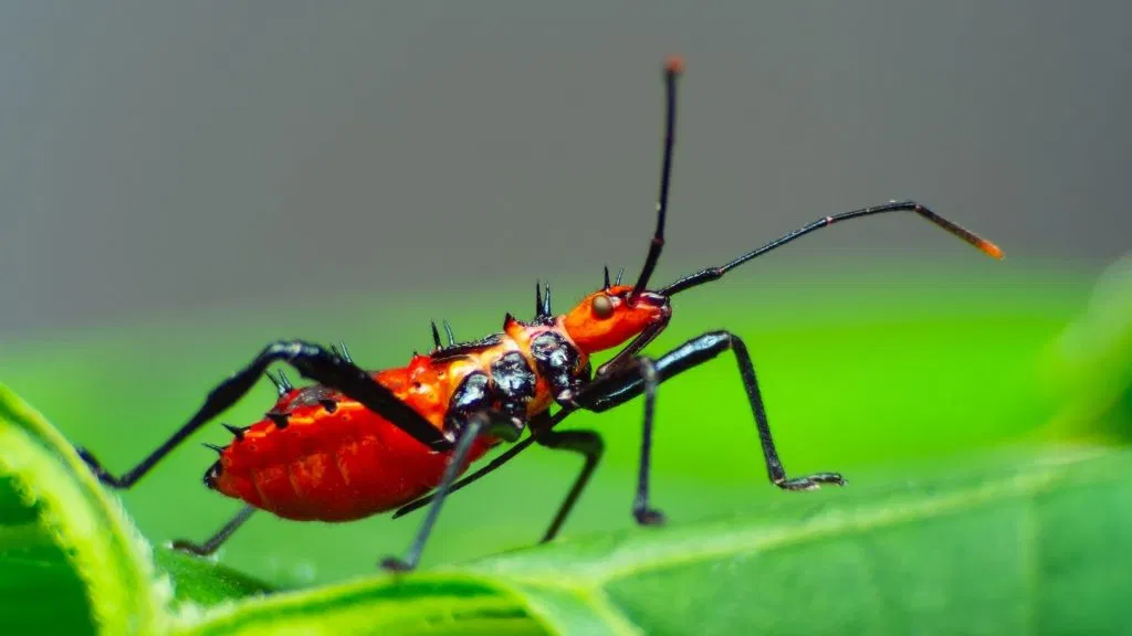 Assassin Bug on Leaf Image