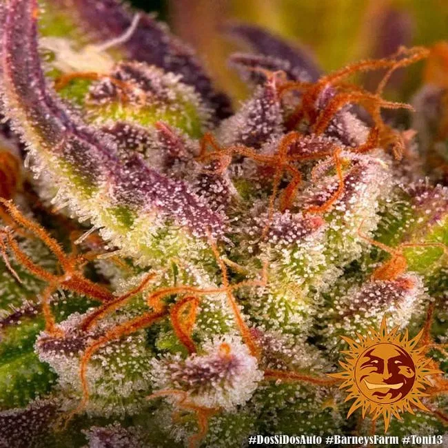 Do-Si-Dos Auto par Barney's Farm