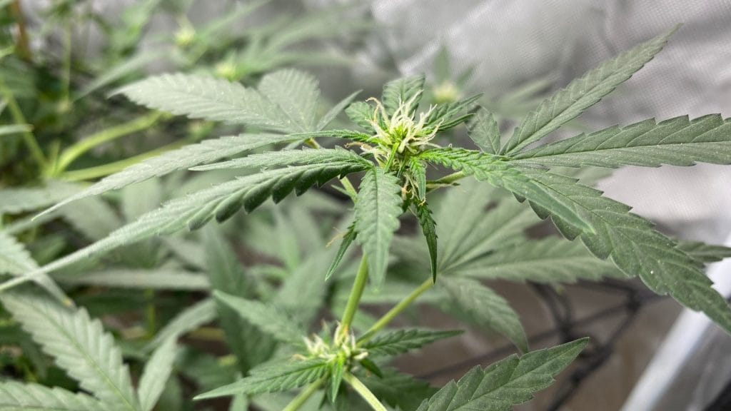 how do autos absorb nutrients in living soil