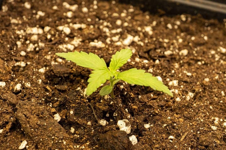 how long do autos take to grow