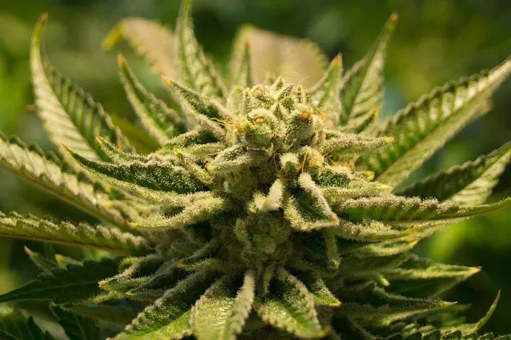 can you grow autoflowers outside