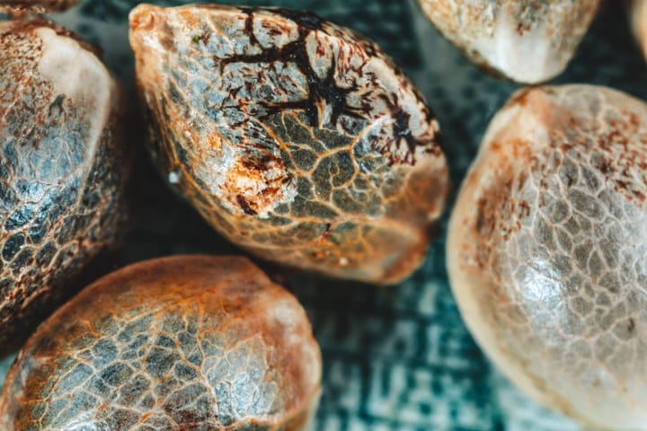 what are autoflowering seeds?