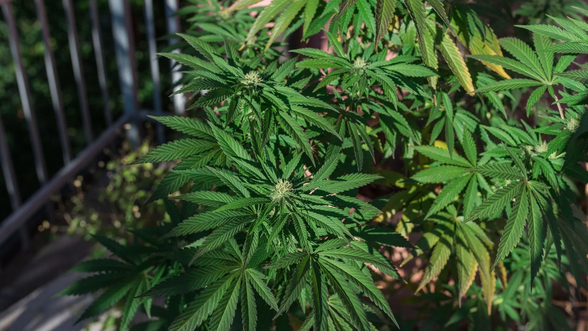 autoflowering cannabis strains are more compact