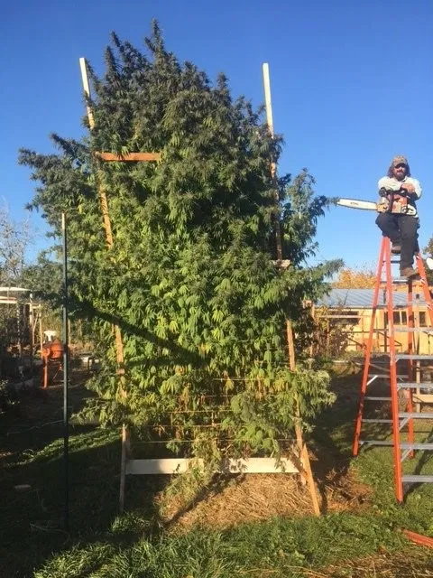 Huge Cannabis Tree Grown Outdoors