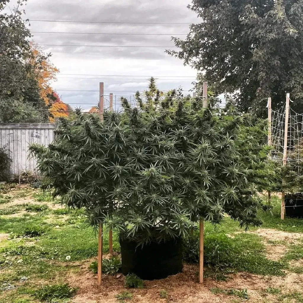 Massive Badazz OG Cheese Grown Outdoors
