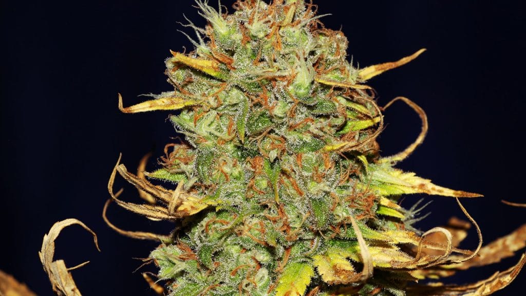 Close up of Cannabis Flower