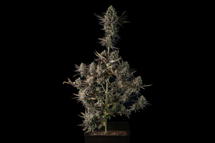 modern hybrid cannabis strains