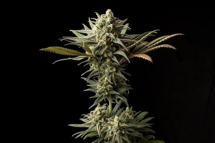 Blueberry cannabis