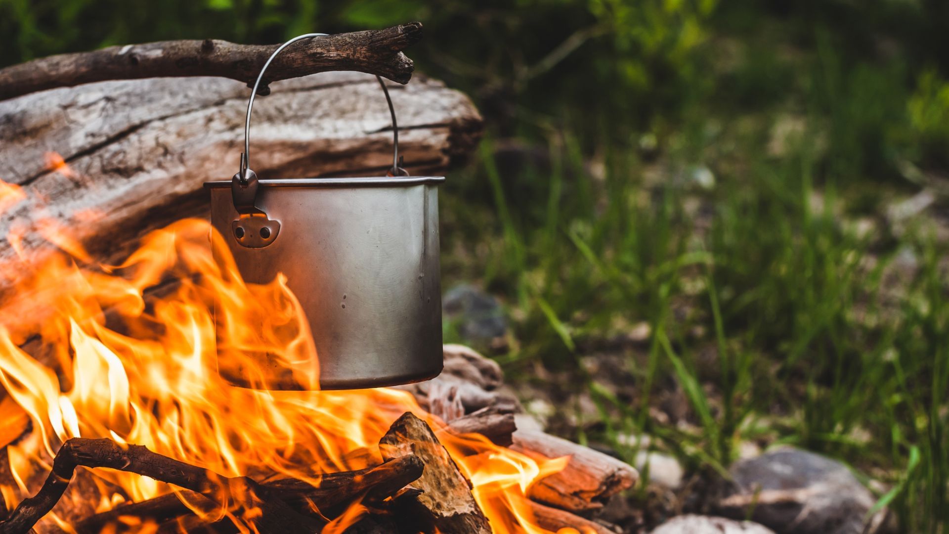 Roots were traditionally boiled to make consumables