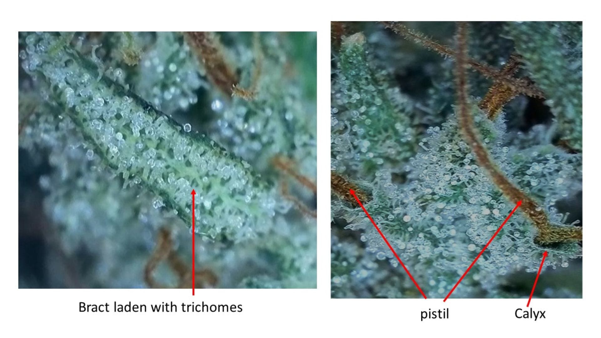 cannabis plant bract and trichomes up close