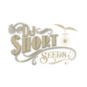 Blueberry F5 Regular Seeds - 6