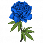 Cajun Moon BX Feminized Seeds