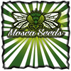 Mosca's Razzberries S1 Feminized Seeds