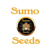 White Widow Original Regular Seeds - 3
