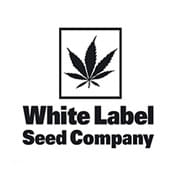 White Cheese Feminised Seeds