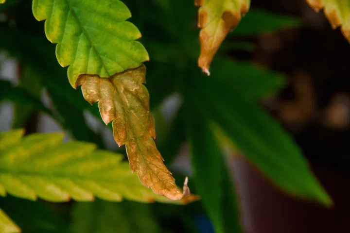 symptoms of nutrient burn