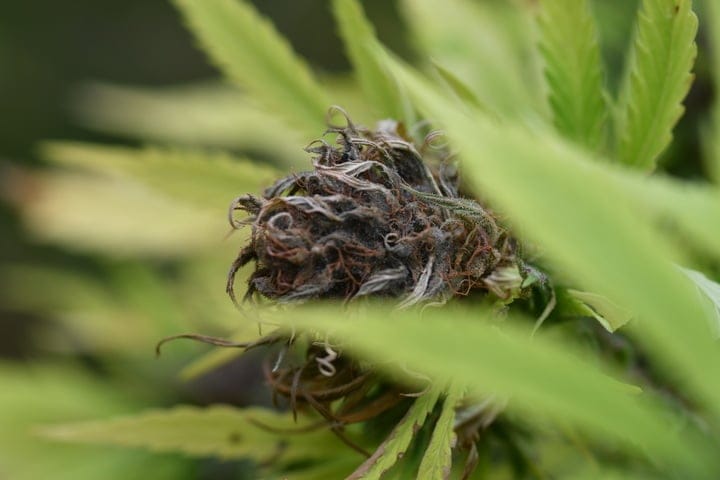 how to recognize bud rot