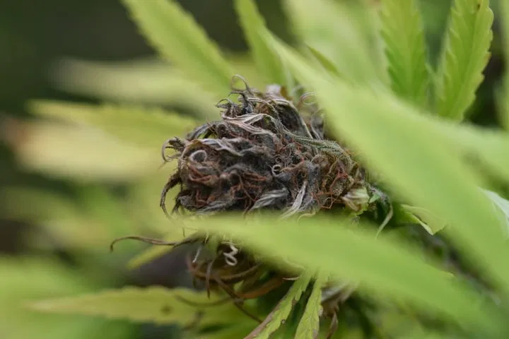 how to recognize bud rot
