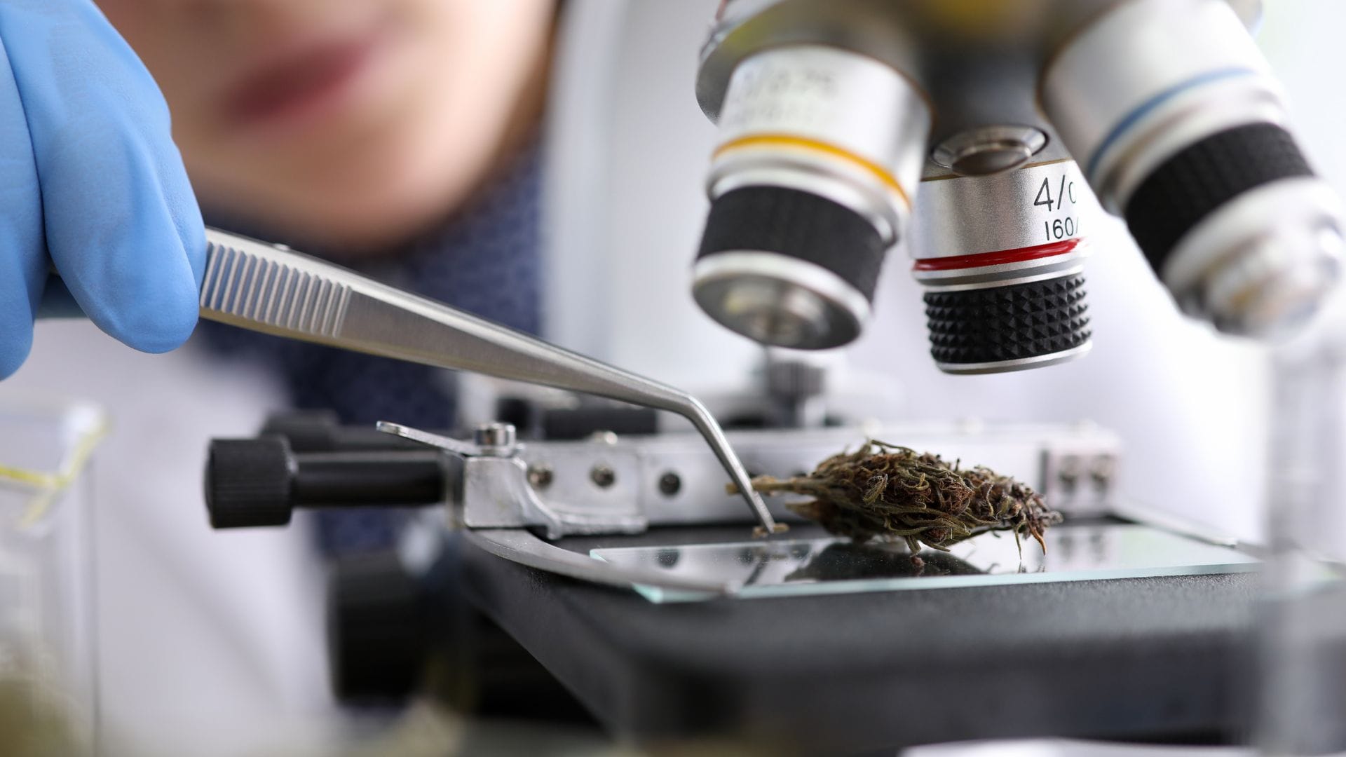 a scientific look at the cannabis genome