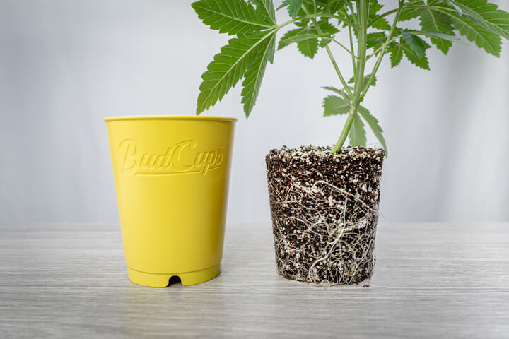 BudTrainer Transplant Cups