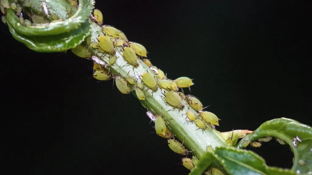 Garden Bugs