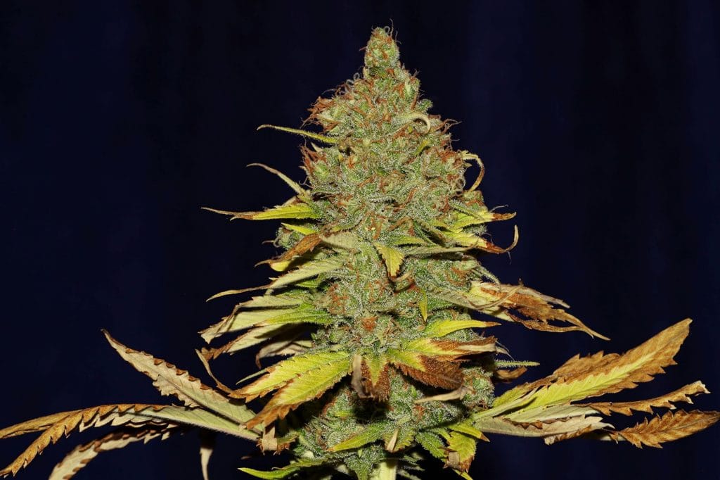 C99 x Blueberry Fast