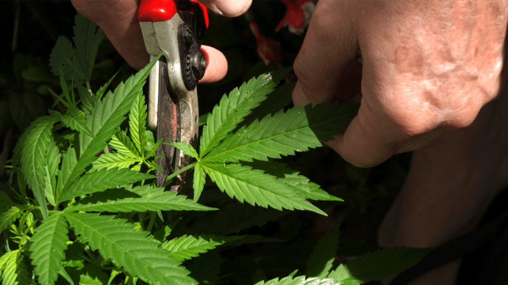 Closeup of cultivator pruning cannabis