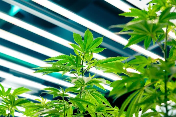 revert plants to a vegetative light schedule