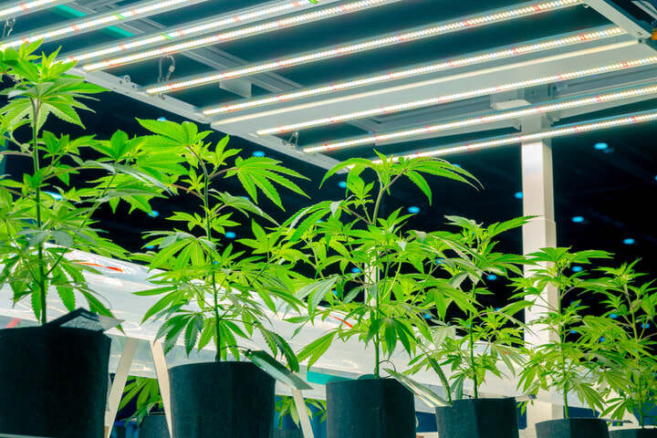 can light stress cause cannabis leaves drooping