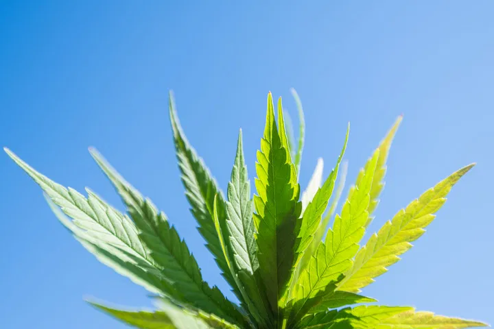 how does uv light affect cannabis harvest
