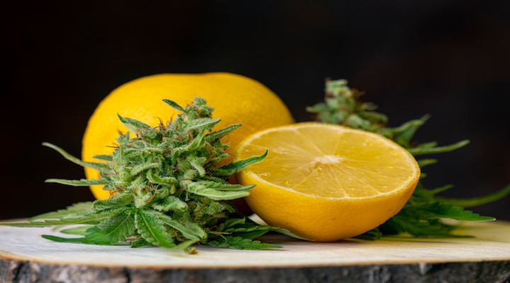 cannabis and terpenes