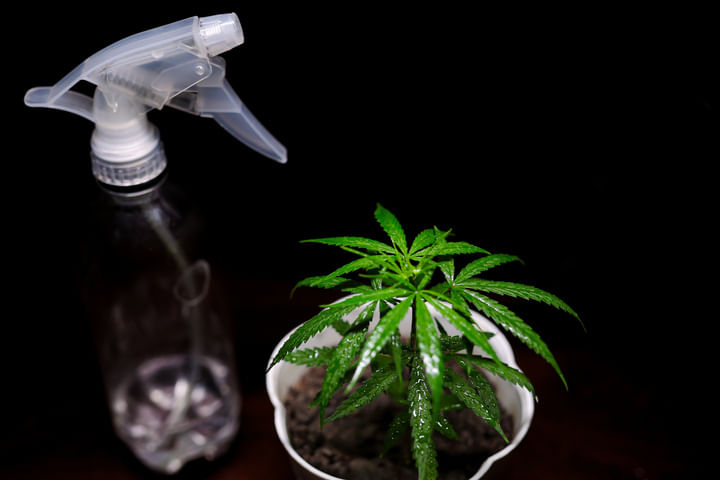 water cannabis less in winter