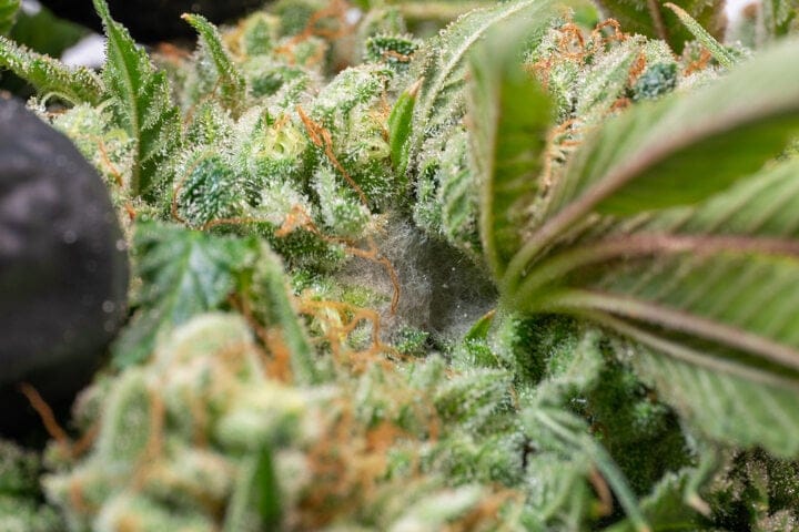 cannabis bud rot botrytis